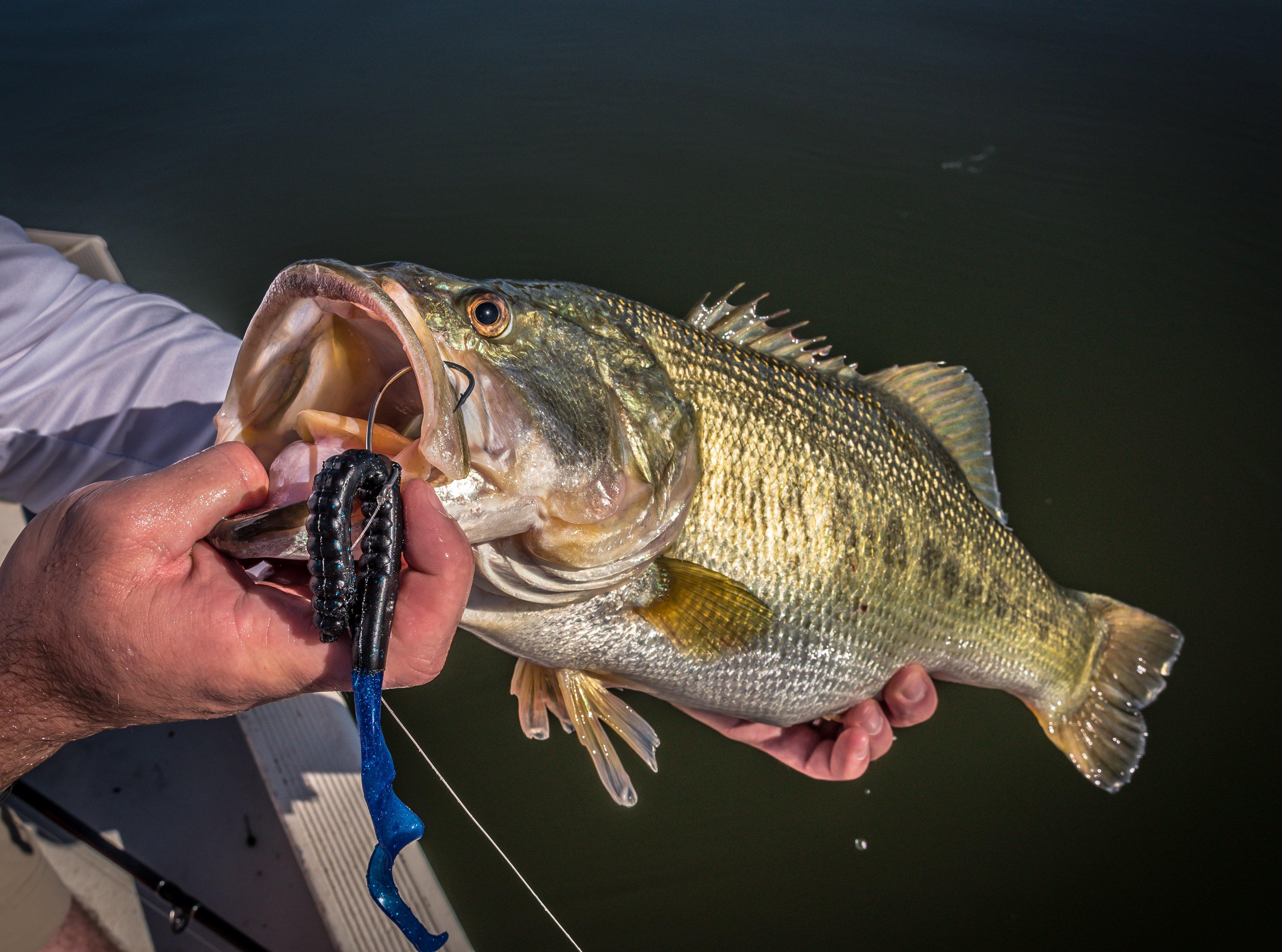 best power for bass fishing