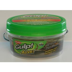 GAVVOI Gulp! Alive! Gulp Bait 1 INCH Black SHAD Minnow 2 jar Bundle Berkley  Perch Minnows ice Fishing Bait Panfish Minnows