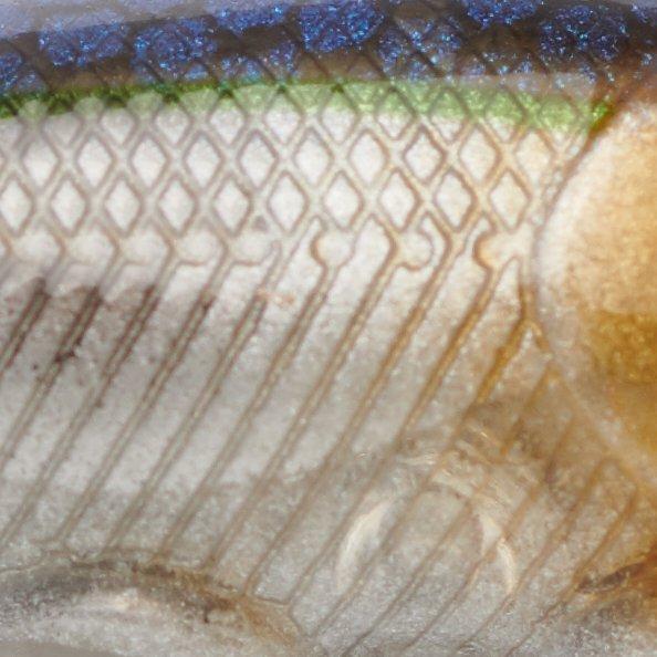 Blue Smelt