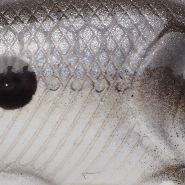 FX Shad