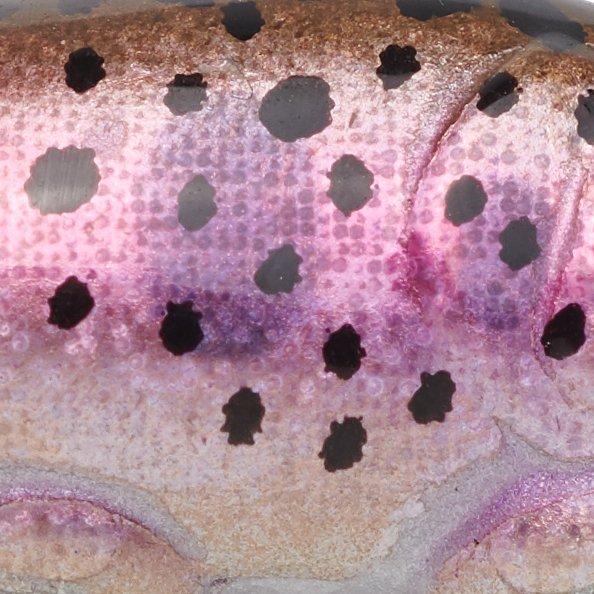 Rainbow Trout