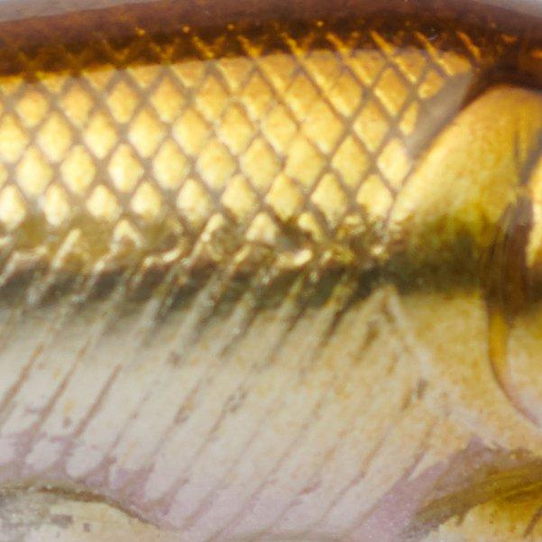 Sand Shiner