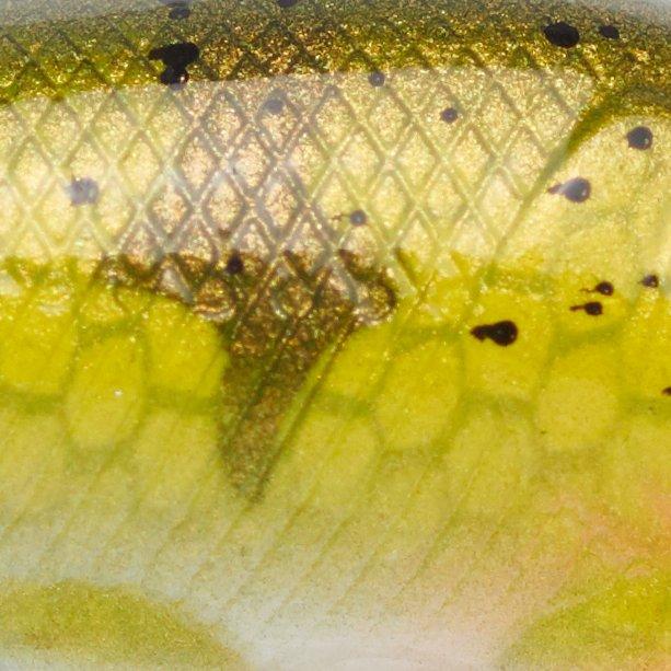 Yellow Perch