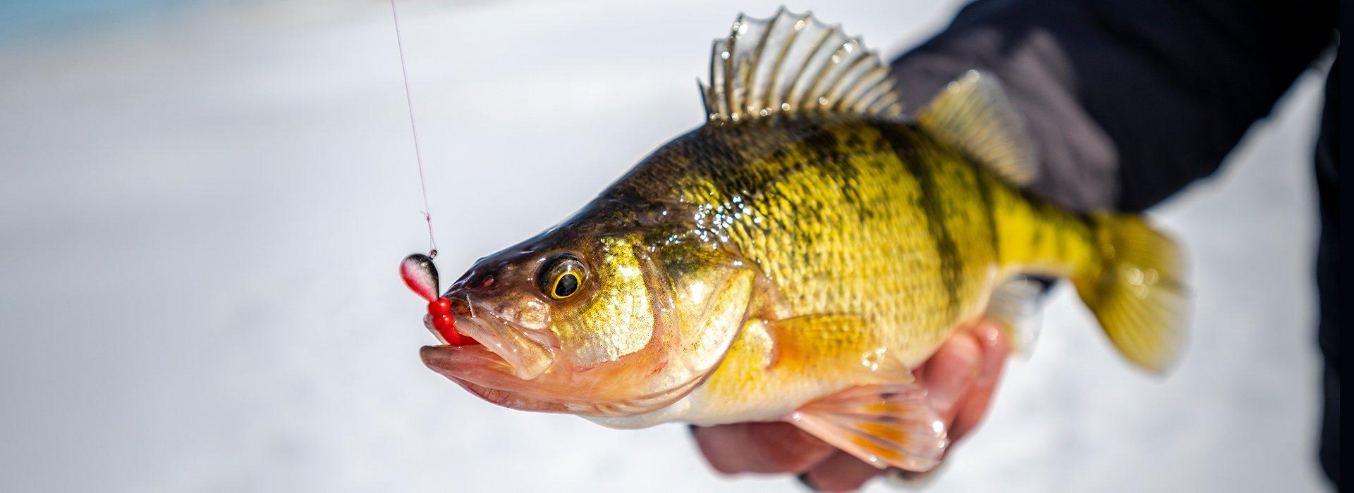 Berkley Fishing Gear, Fishing Tackle & Equipment Berkley® Fishing