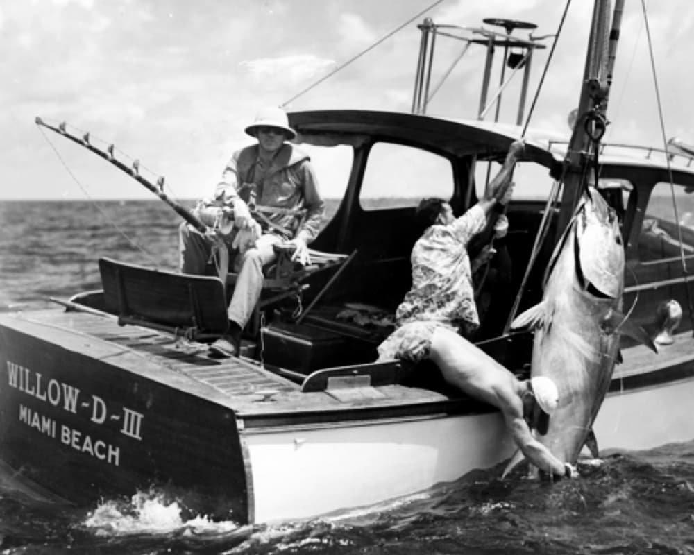 Black and white photo of angler pulling large fish onto boat