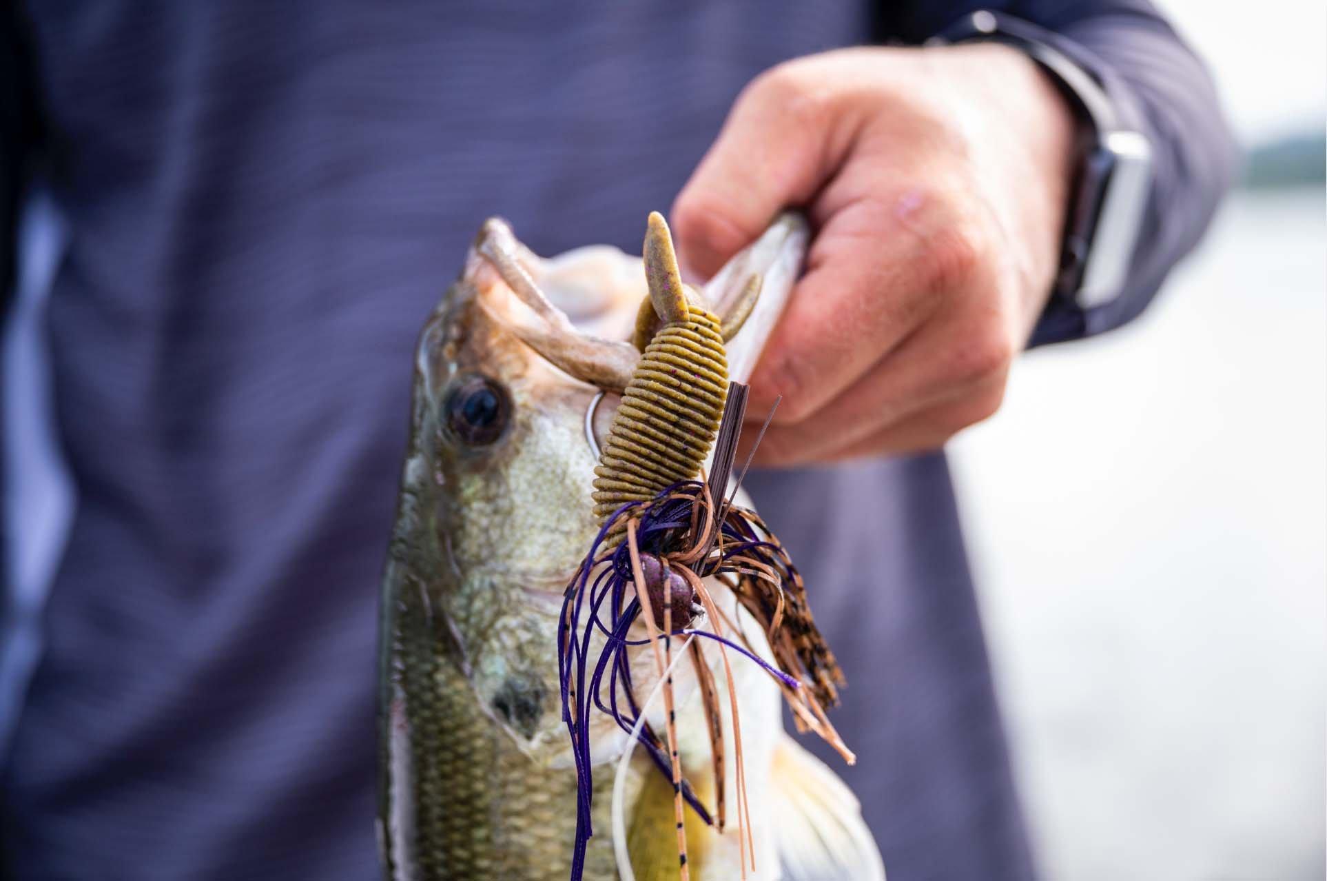 Closeup of fish caught on Berkley Powerbait Jig