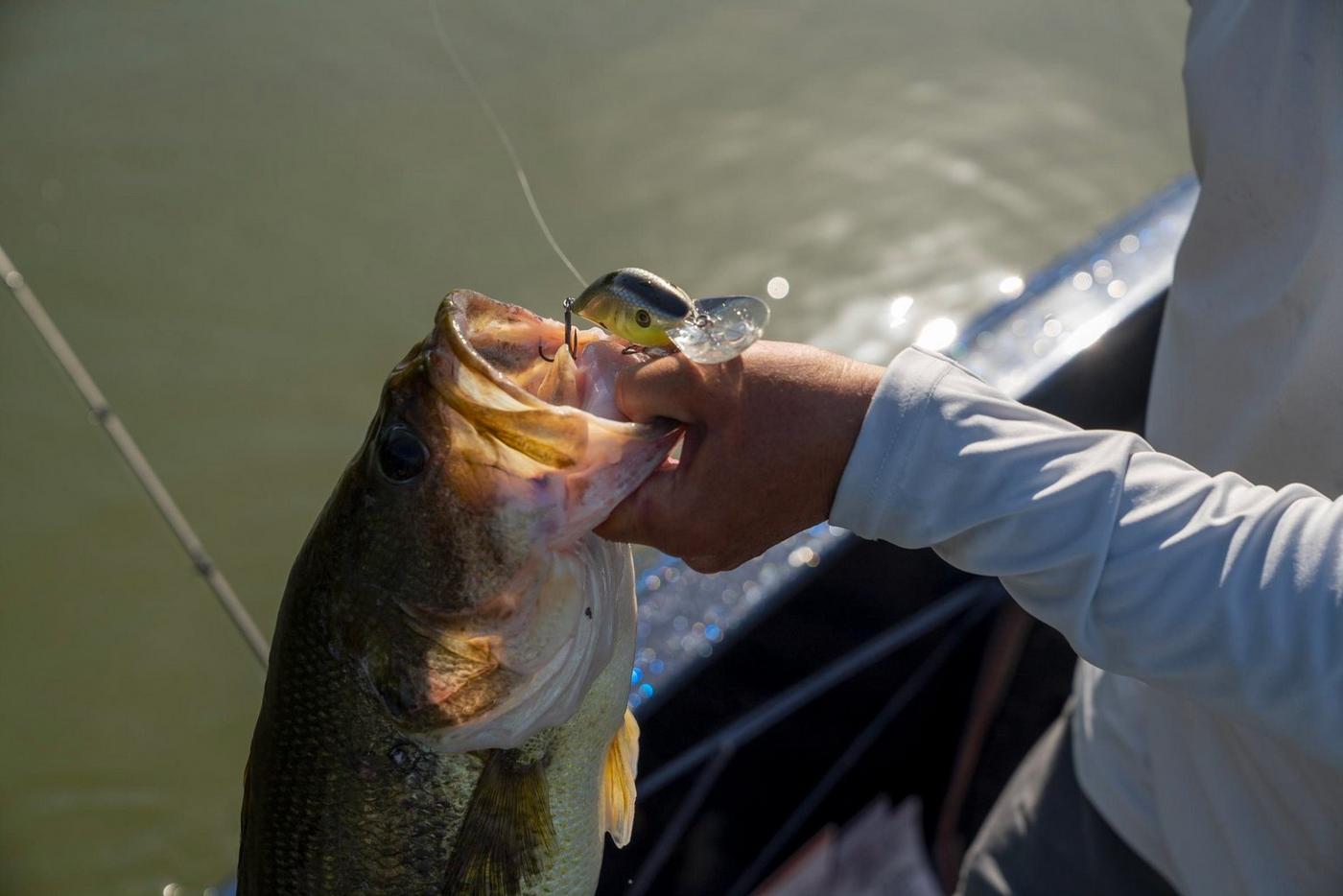 Close-up of bass caught with Berkley bait being pulled out of the water