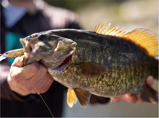 Pêcheur tenant un poisson avec un appât dans la bouche