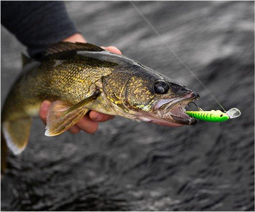 Fish with lure in mouth