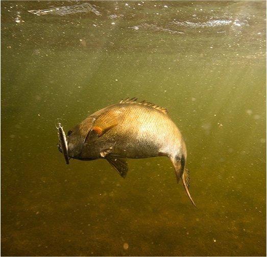 Poisson sous l'eau mordant sur un leurre