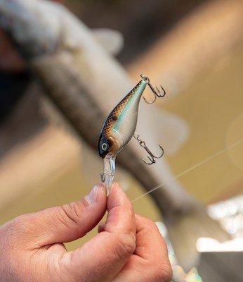 Berkley® Cutter™ 90+ Fishing Hard Bait 