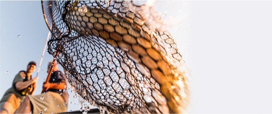 Anglers pulling up fish in net