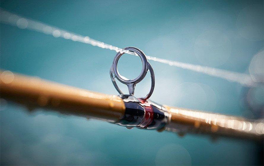 Anglers pulling up fish in net