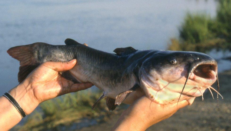 BANK FISHING for CATFISH  DEEP RIVER CATS! 