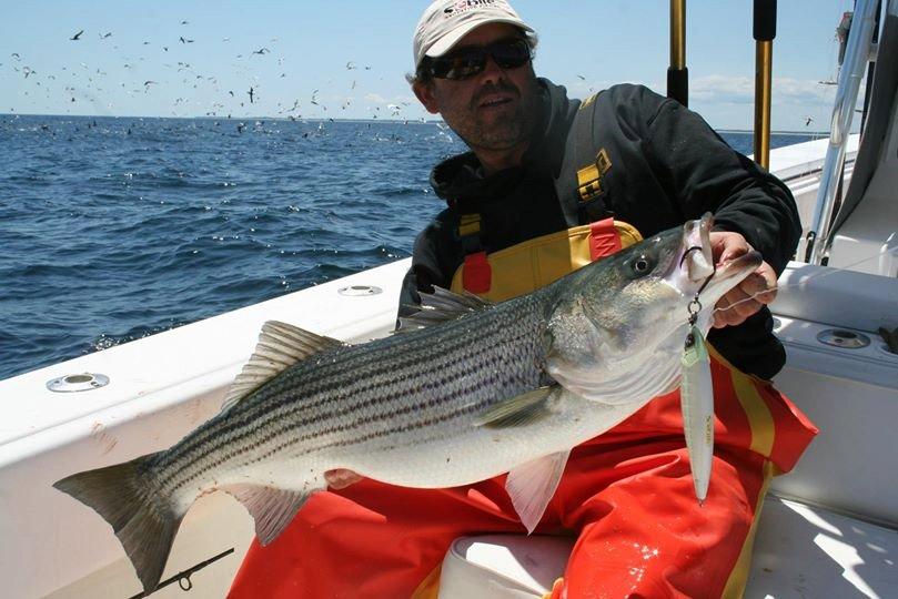 Striped Bass Appeal a Given for SÃ©bile - Pure Fishing