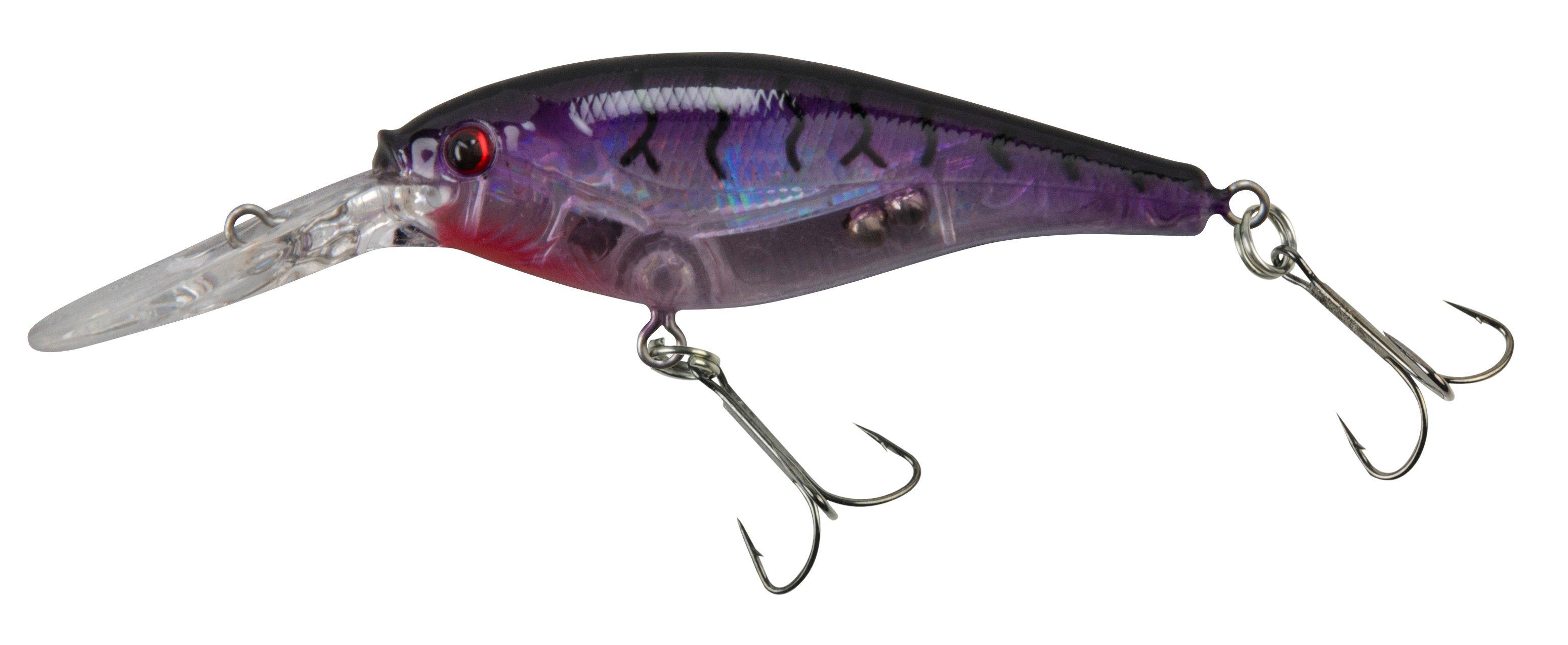Flashy Purple Tiger