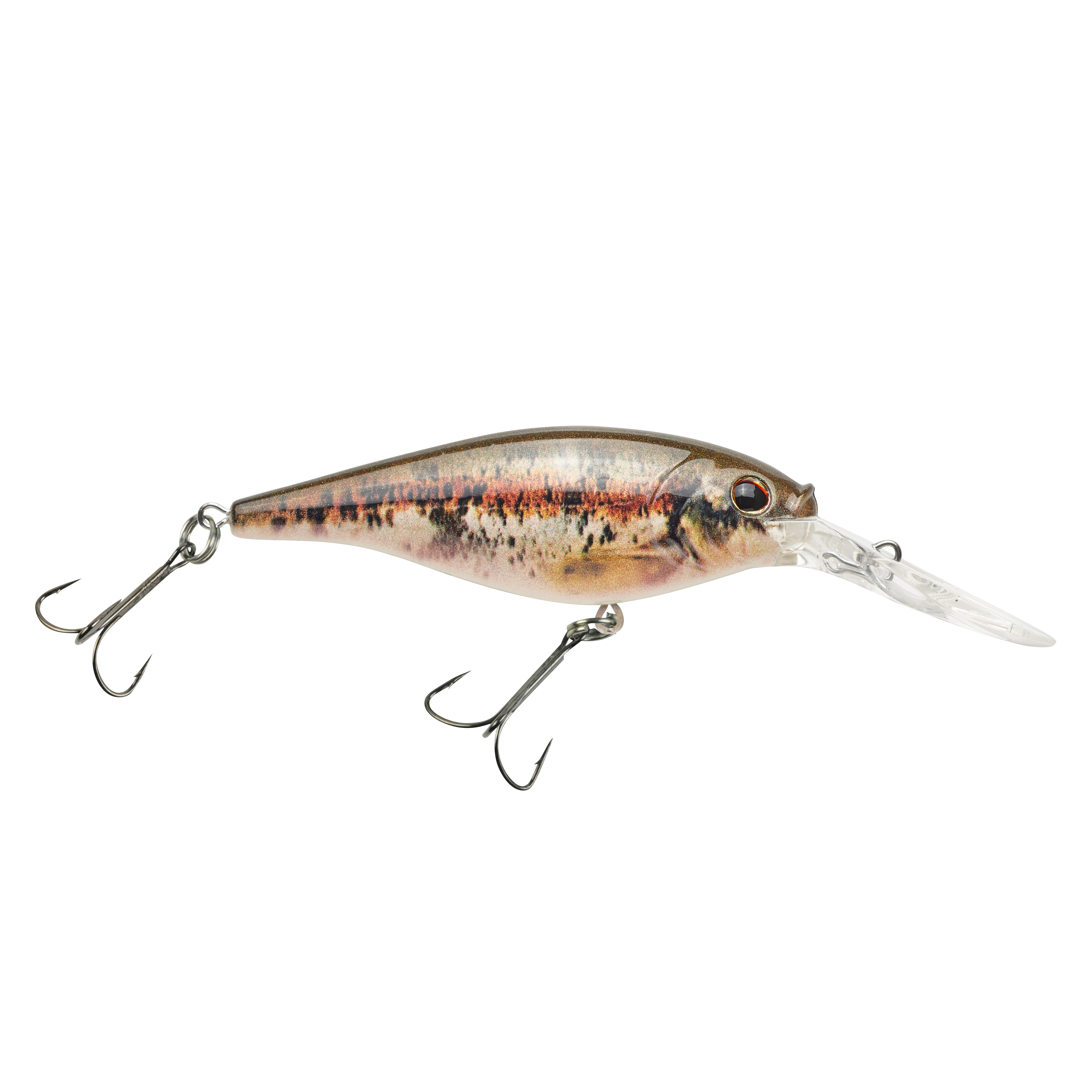 HD Blacknose Dace