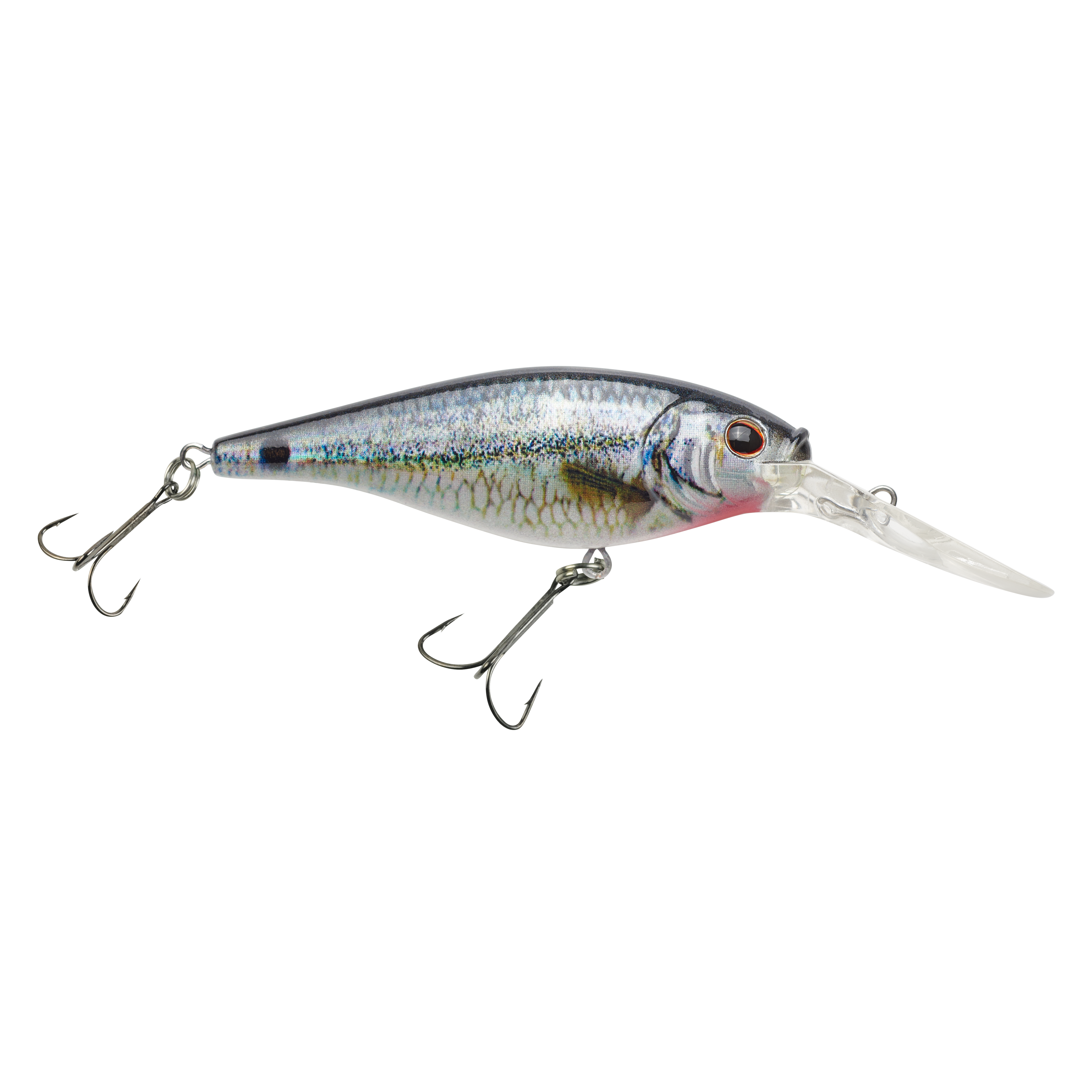HD Spottail Shiner
