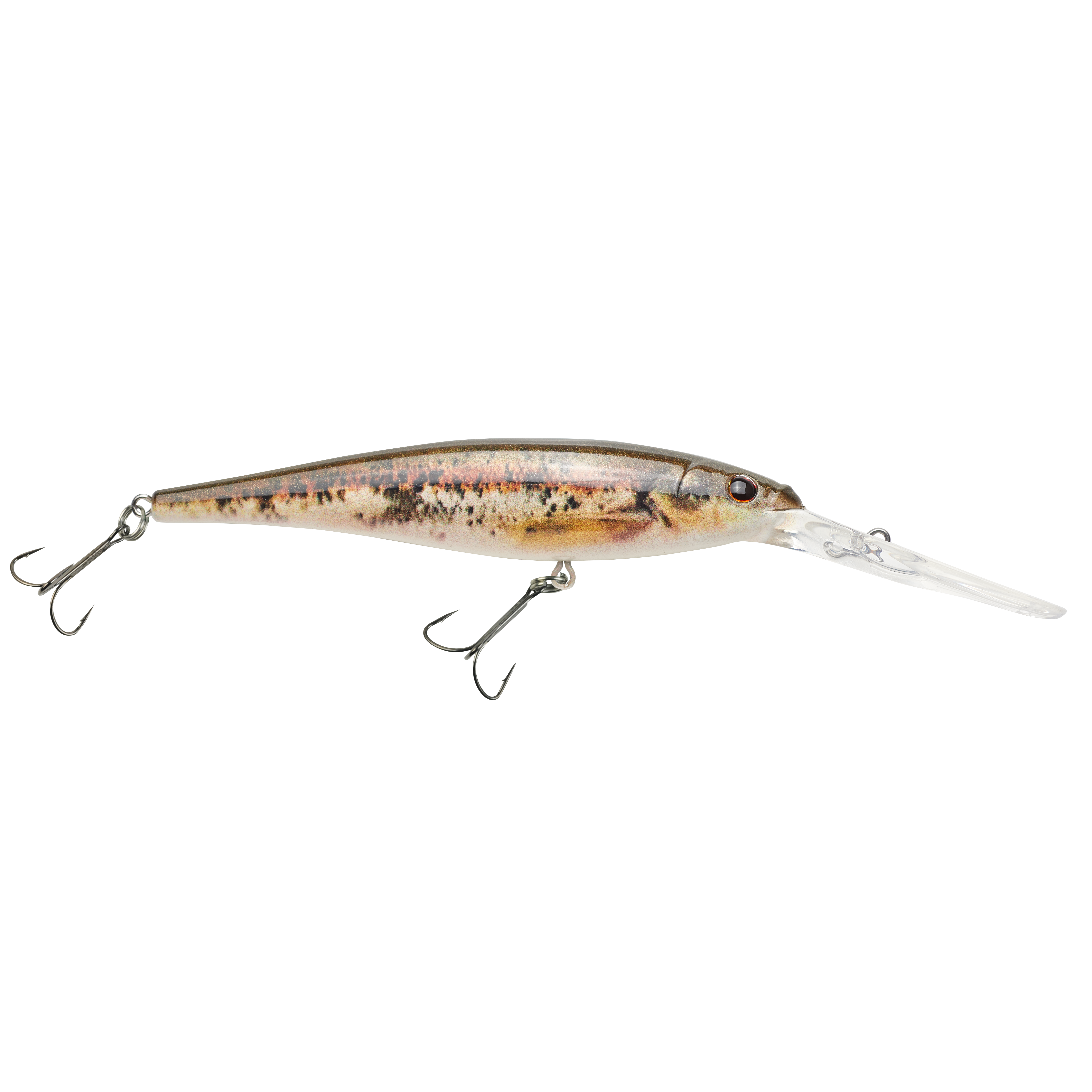 HD Blacknose Dace
