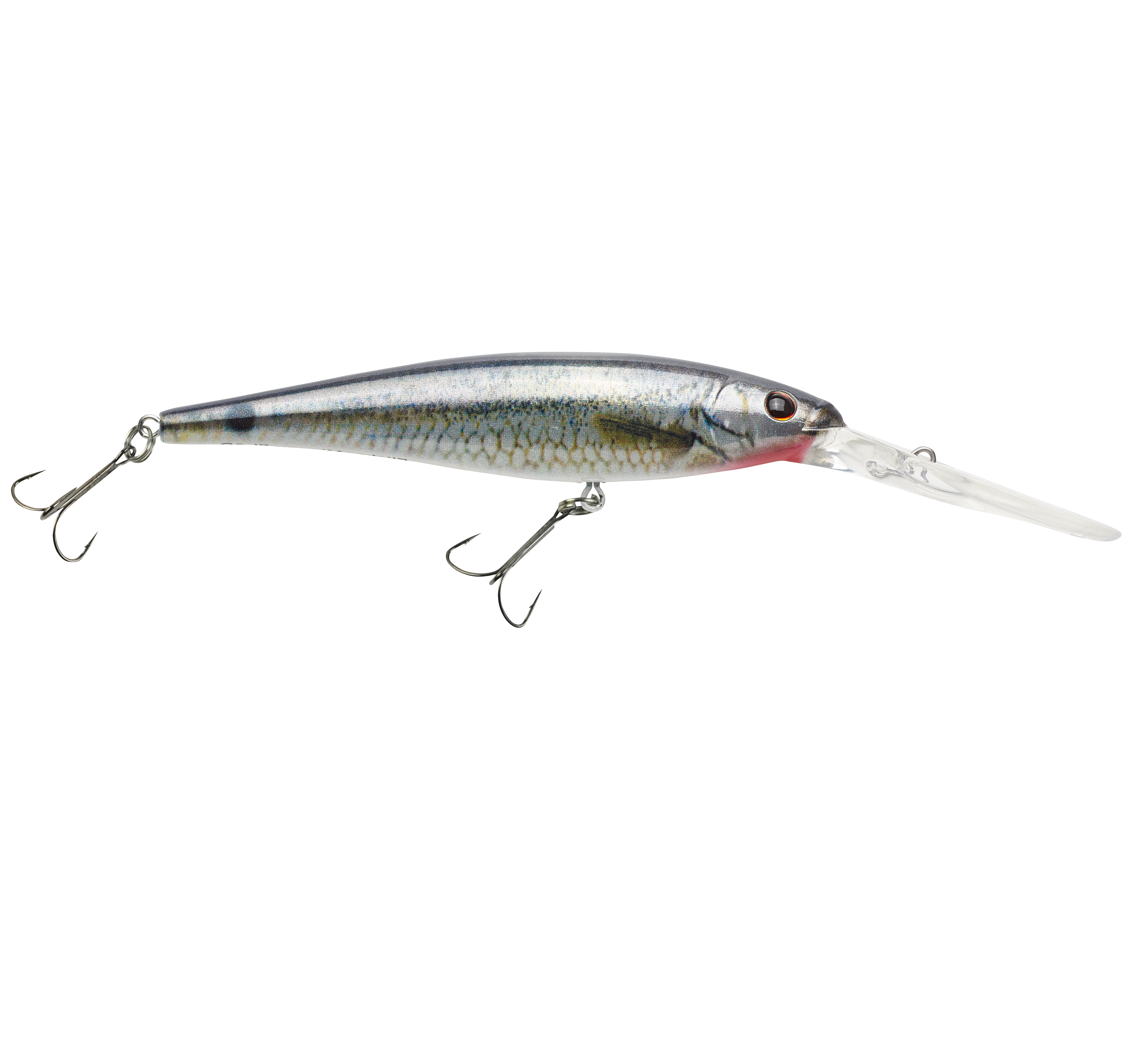 HD Spottail Shiner