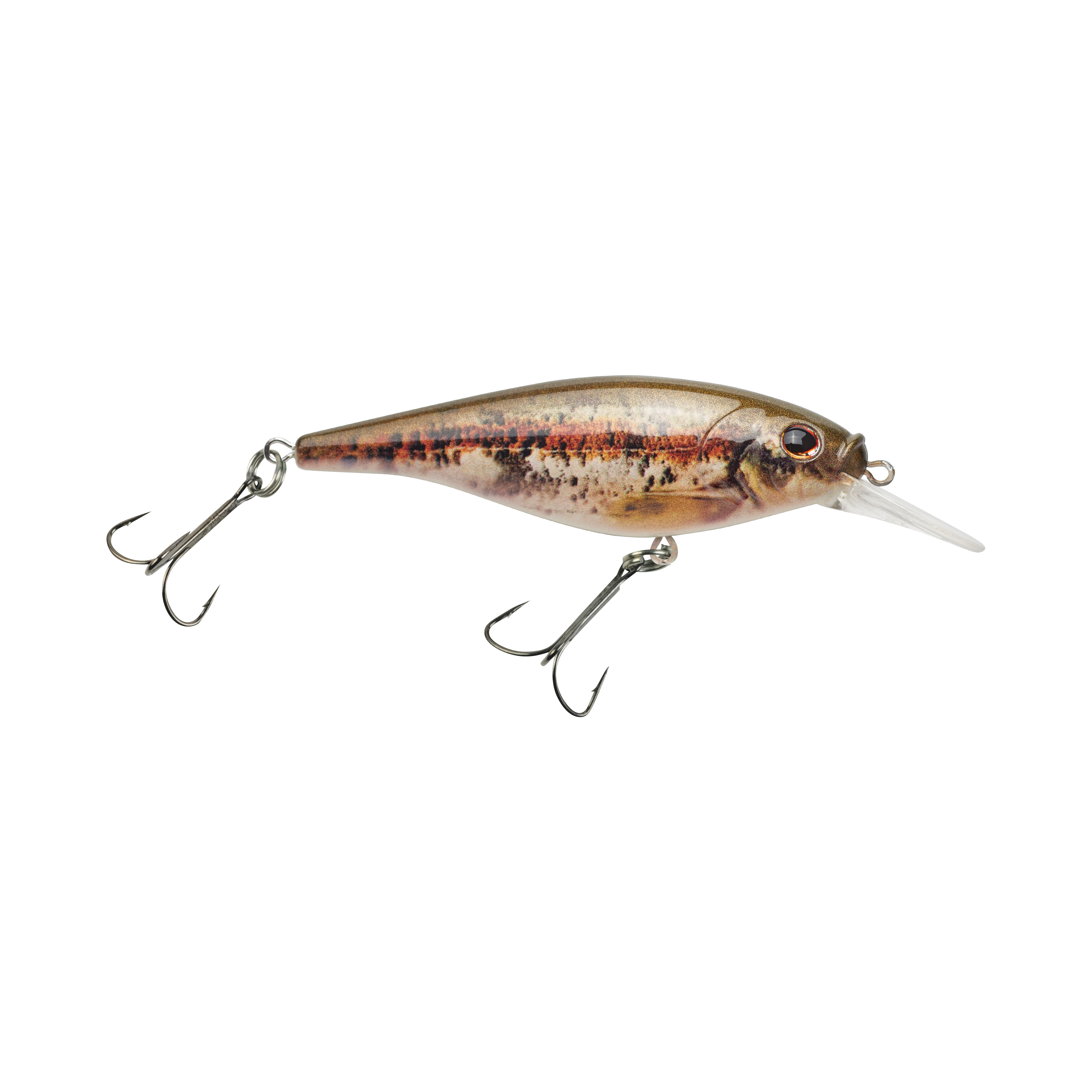 HD Blacknose Dace