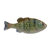 HD Pinfish