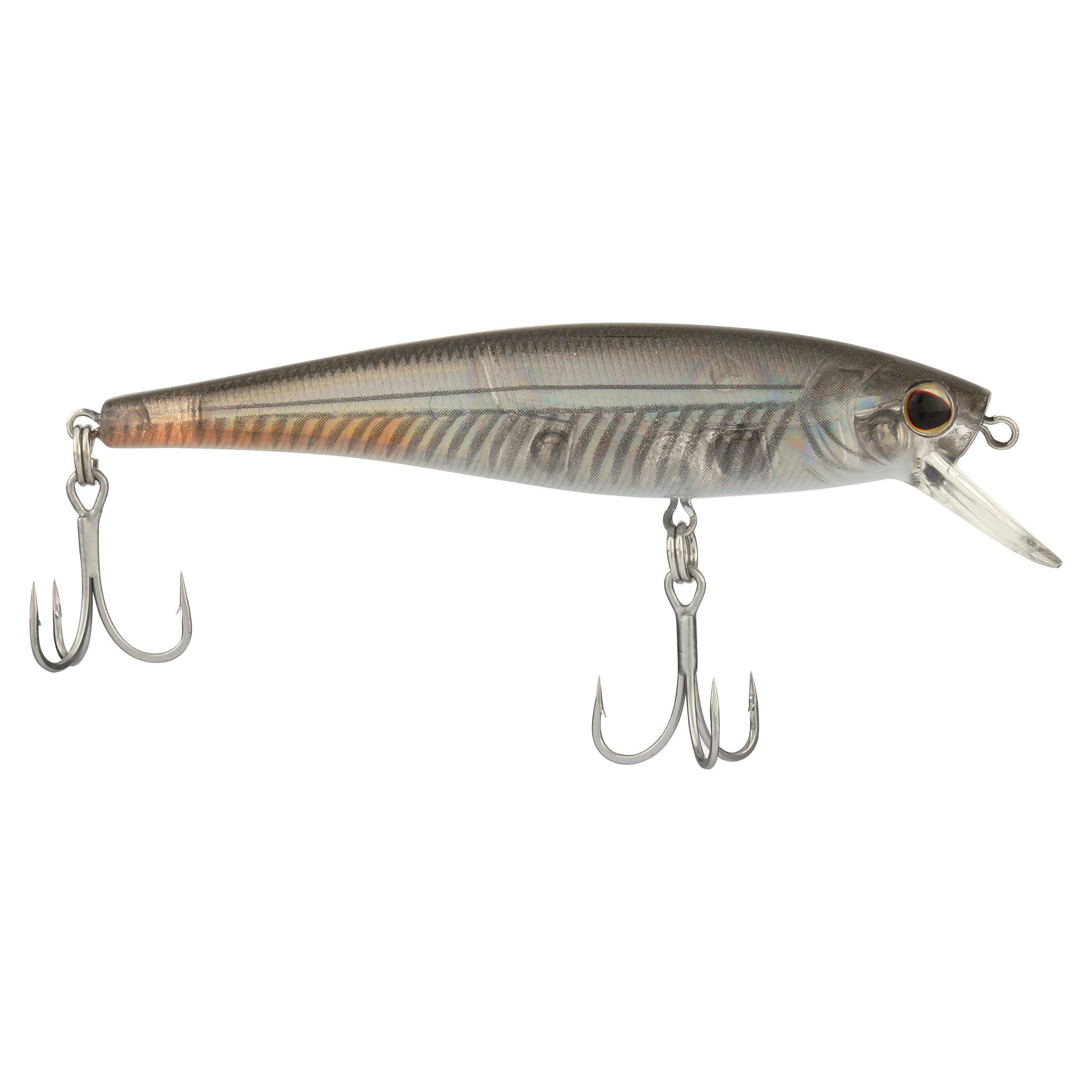 Mangrove Minnow
