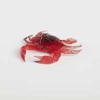 Crimson Crab